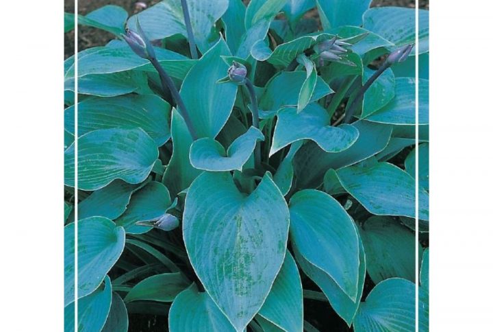 Funkia med stora dekorativa blad, skuggtålig perenn