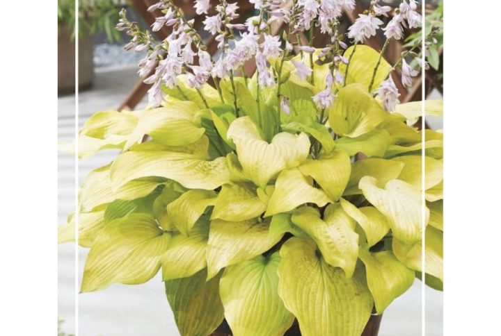 Funkia med stora dekorativa blad, skuggtålig perenn