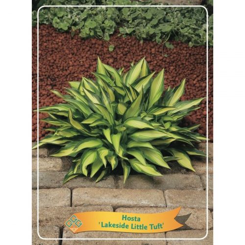 Funkia med stora dekorativa blad, skuggtålig perenn