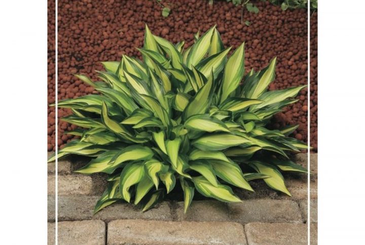 Funkia med stora dekorativa blad, skuggtålig perenn