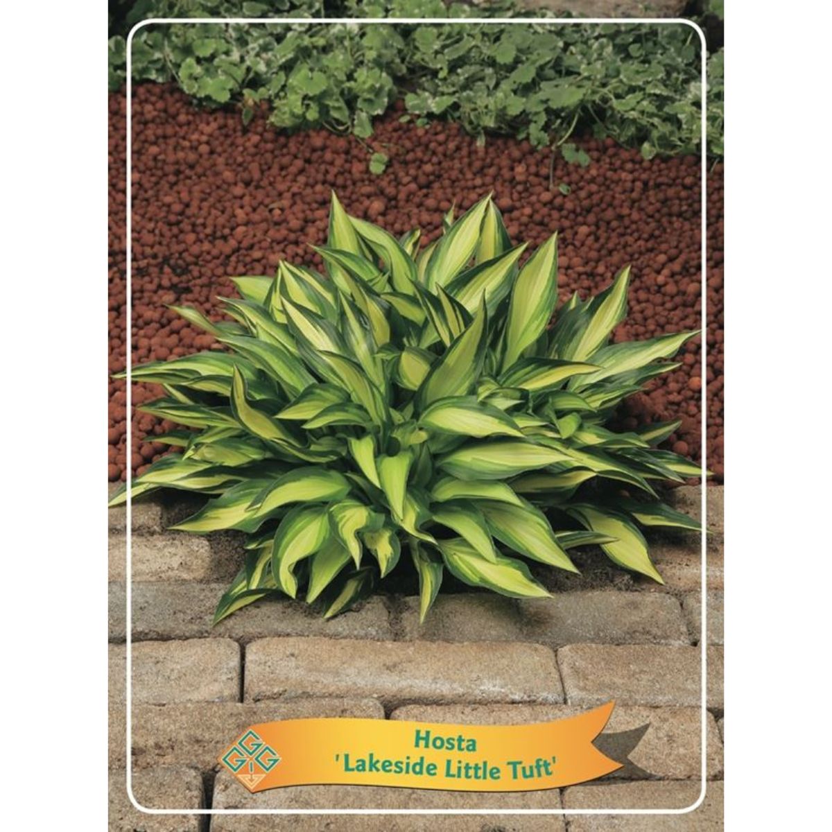 funkia-lakeside-little-tuft