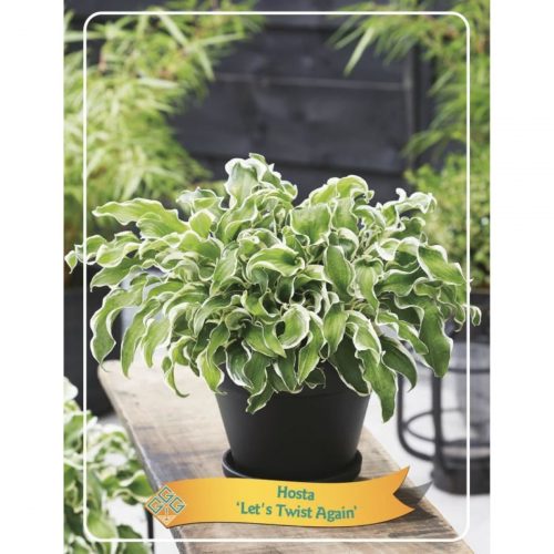 Funkia med stora dekorativa blad, skuggtålig perenn