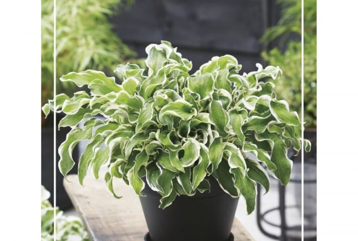 Funkia med stora dekorativa blad, skuggtålig perenn