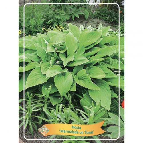 Funkia med stora dekorativa blad, skuggtålig perenn