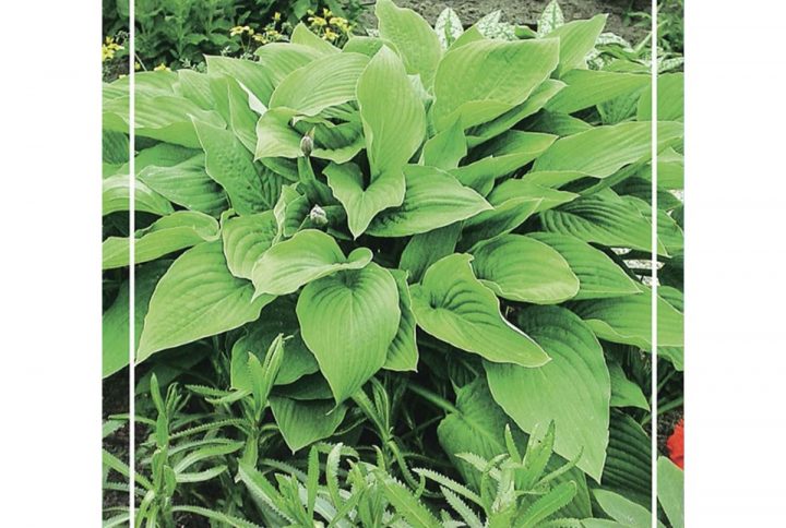 Funkia med stora dekorativa blad, skuggtålig perenn