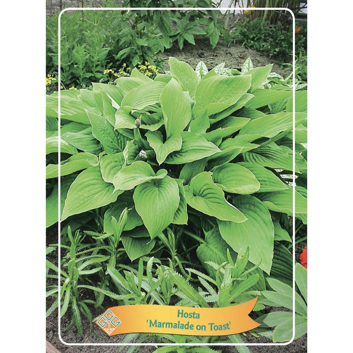 funkia-marmalade-on-toast