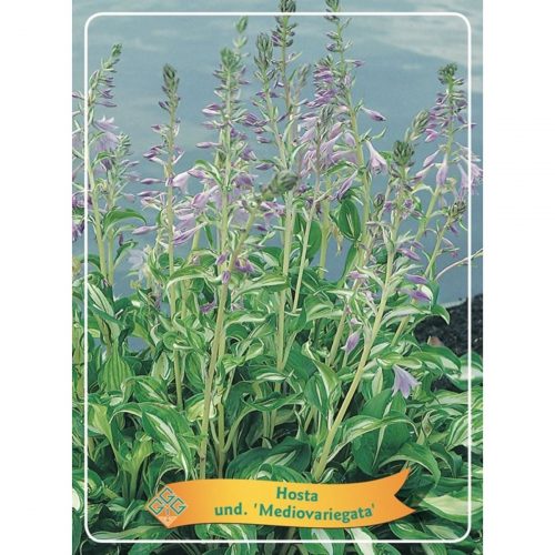 Funkia med stora dekorativa blad, skuggtålig perenn