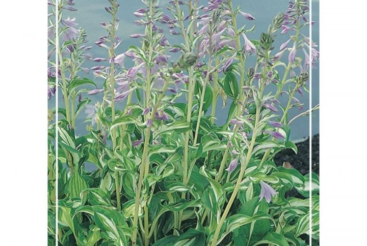 Funkia med stora dekorativa blad, skuggtålig perenn