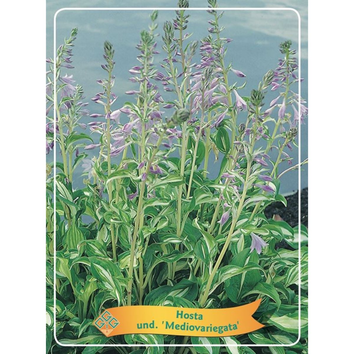 funkia-mediovariegata