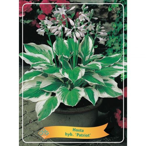 Funkia med stora dekorativa blad, skuggtålig perenn