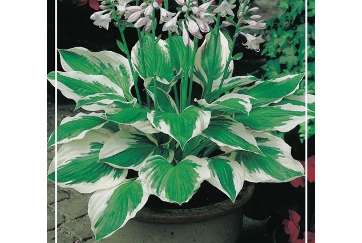 Funkia med stora dekorativa blad, skuggtålig perenn