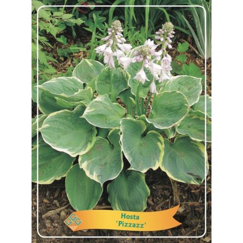 Funkia med stora dekorativa blad, skuggtålig perenn