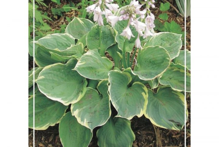 Funkia med stora dekorativa blad, skuggtålig perenn