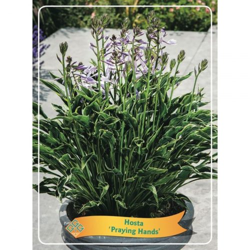 Funkia med stora dekorativa blad, skuggtålig perenn