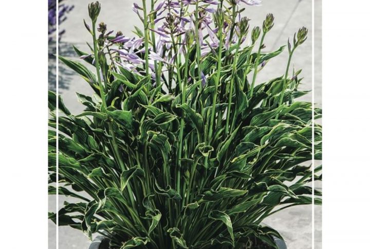 Funkia med stora dekorativa blad, skuggtålig perenn