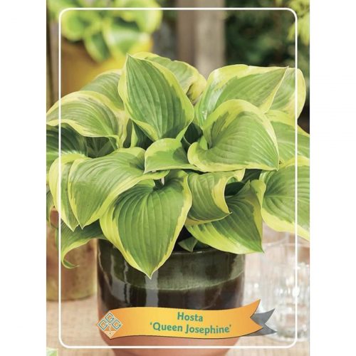 Funkia med stora dekorativa blad, skuggtålig perenn