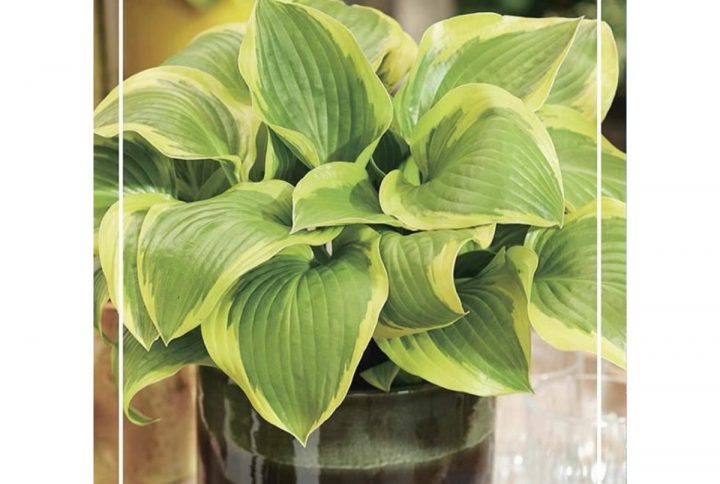 Funkia med stora dekorativa blad, skuggtålig perenn