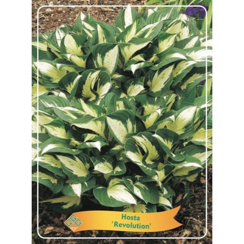 Funkia med stora dekorativa blad, skuggtålig perenn