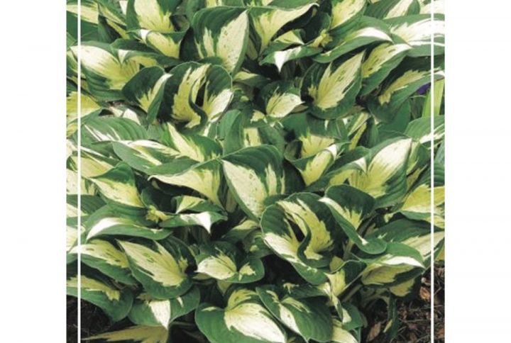 Funkia med stora dekorativa blad, skuggtålig perenn