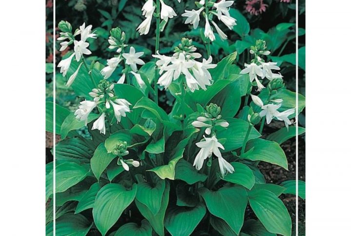 Funkia med stora dekorativa blad, skuggtålig perenn