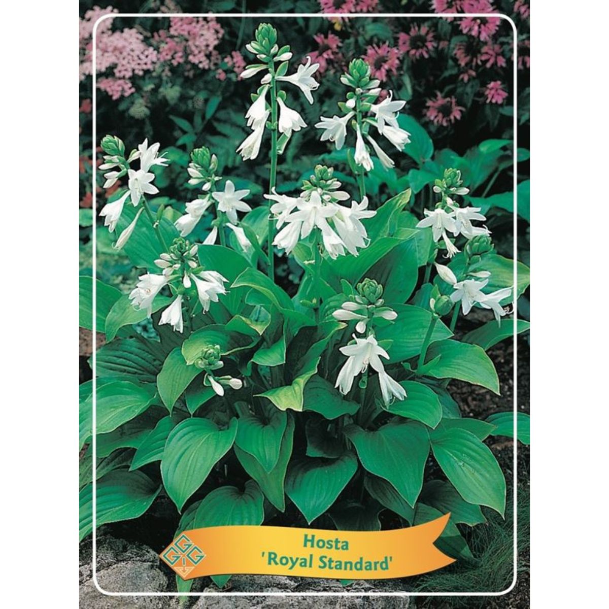 funkia-royal-standard