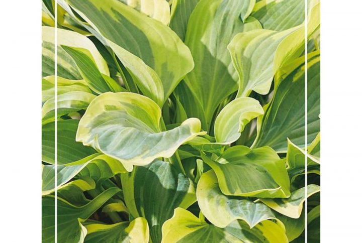 Funkia med stora dekorativa blad, skuggtålig perenn