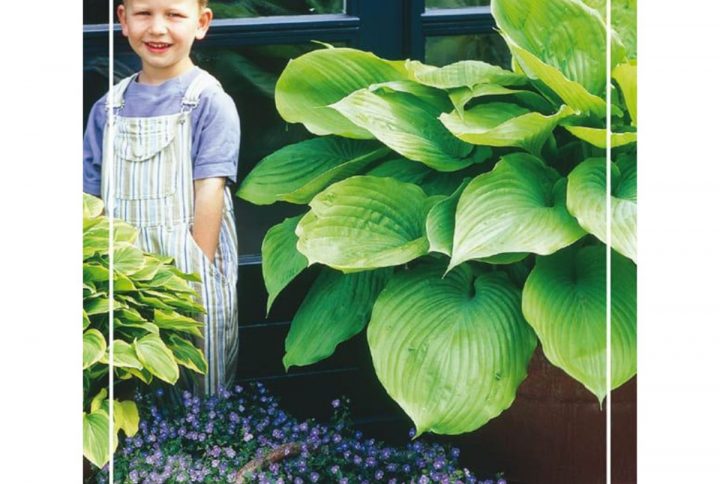 Funkia med stora dekorativa blad, skuggtålig perenn