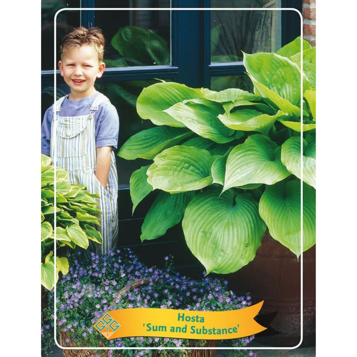 funkia-sum-and-substance