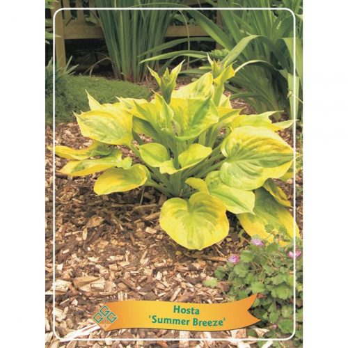 Funkia med stora dekorativa blad, skuggtålig perenn