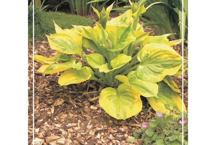 Funkia med stora dekorativa blad, skuggtålig perenn