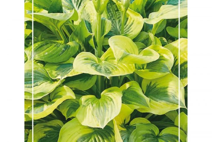 Funkia med stora dekorativa blad, skuggtålig perenn