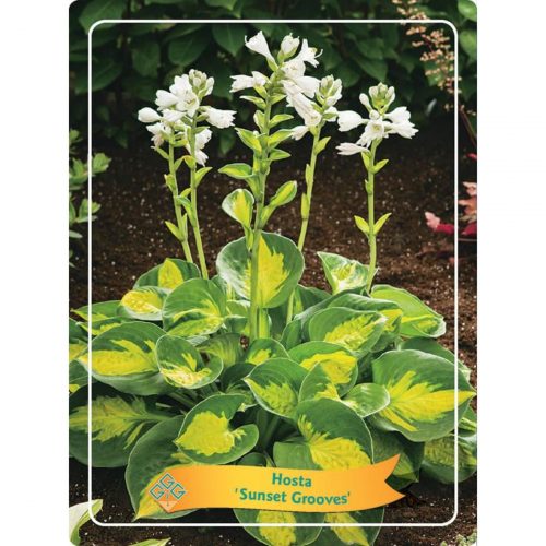 Funkia med stora dekorativa blad, skuggtålig perenn