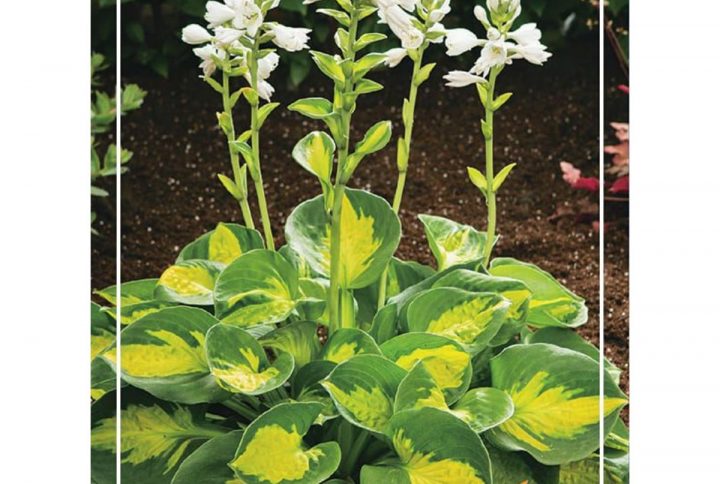 Funkia med stora dekorativa blad, skuggtålig perenn