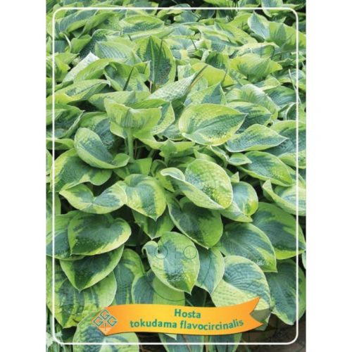 Funkia med stora dekorativa blad, skuggtålig perenn