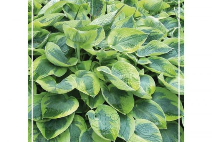 Funkia med stora dekorativa blad, skuggtålig perenn