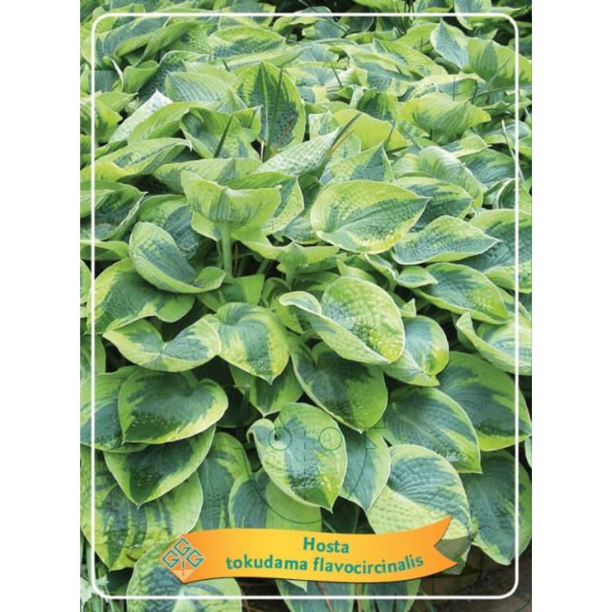 funkia-tokudama-flavocircinalis