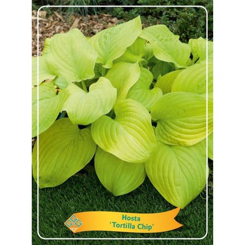 Funkia med stora dekorativa blad, skuggtålig perenn