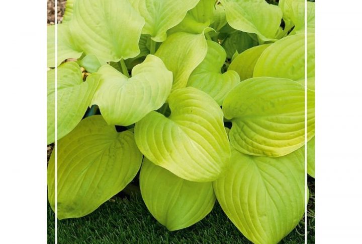 Funkia med stora dekorativa blad, skuggtålig perenn