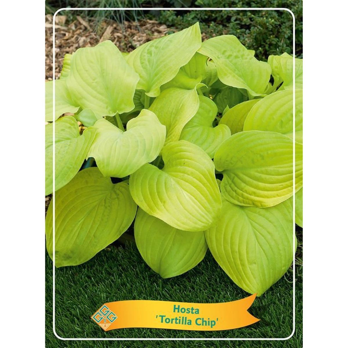 funkia-tortilla-chip