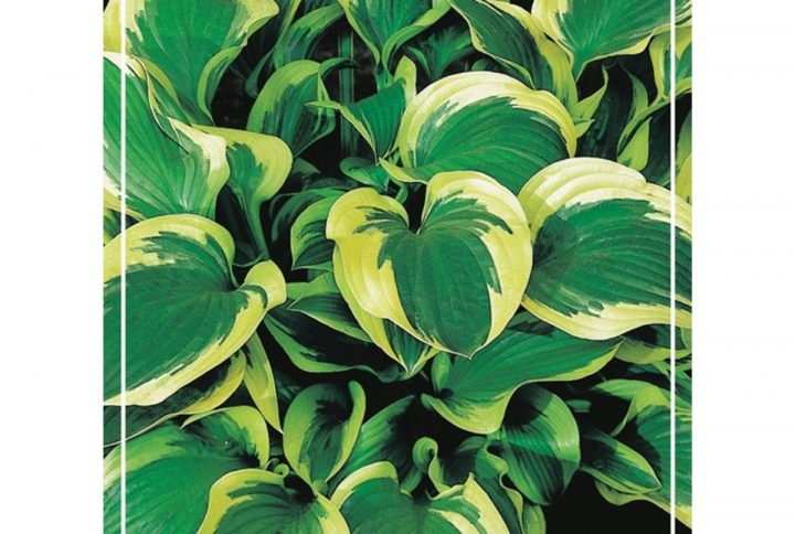 Funkia med stora dekorativa blad, skuggtålig perenn