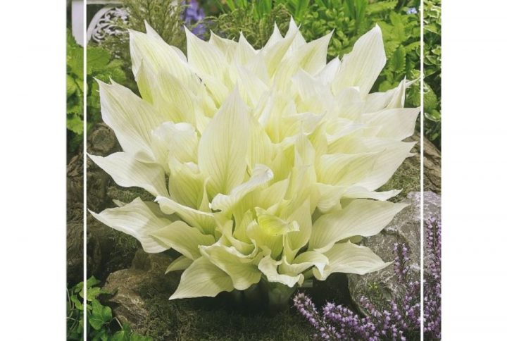 Funkia med stora dekorativa blad, skuggtålig perenn