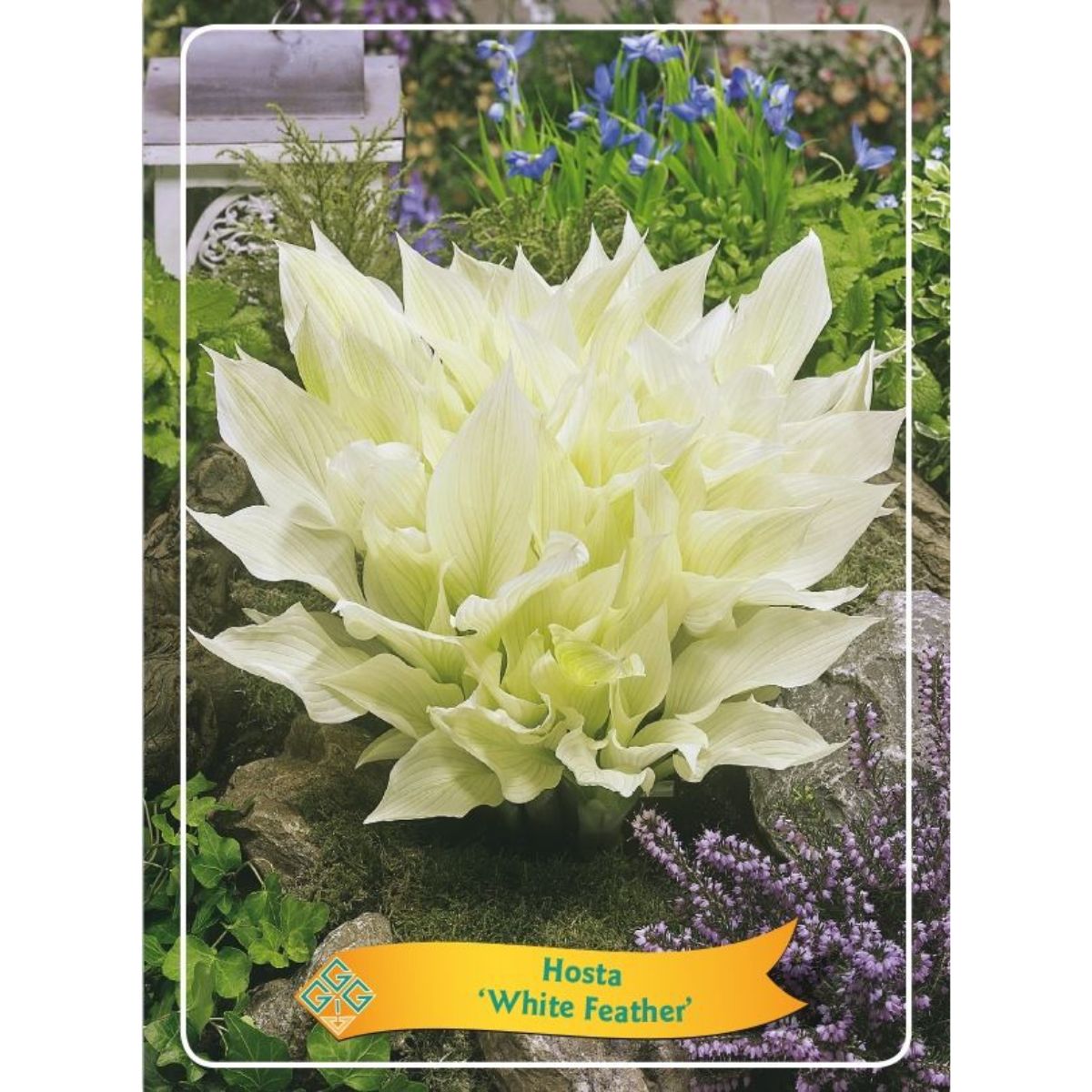 funkia-white-feather