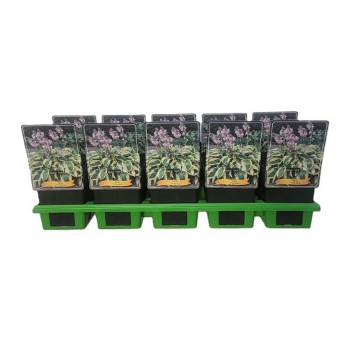 Funkia med stora dekorativa blad, skuggtålig perenn