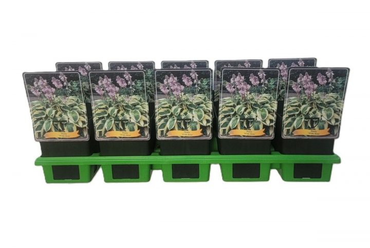 Funkia med stora dekorativa blad, skuggtålig perenn