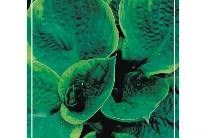 Funkia med stora dekorativa blad, skuggtålig perenn