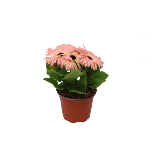 Rosa gerbera i kruka med stora färgstarka blommor