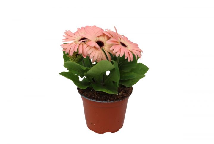 Rosa gerbera i kruka med stora färgstarka blommor