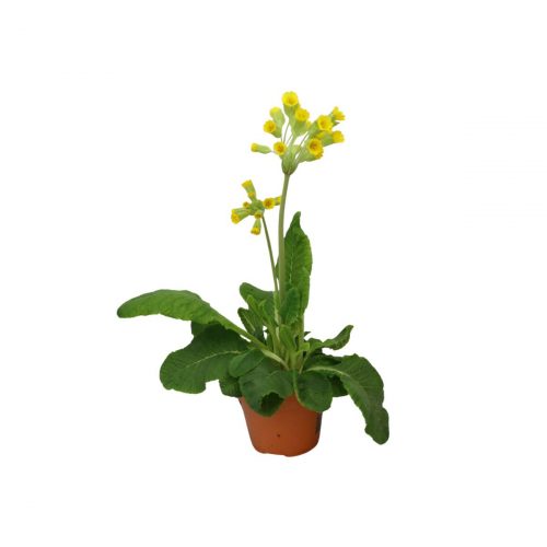 Gul gullviva i kruka, klassisk vårblomma