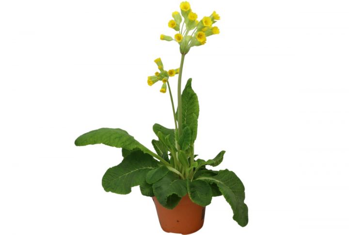 Gul gullviva i kruka, klassisk vårblomma