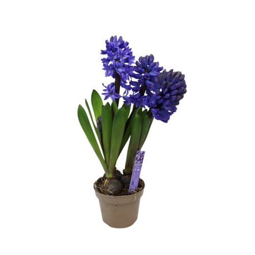 Hyacinter i kruka med tre plantor i blom